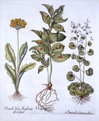 Hippoglossum, Cowslip and SanicleSnakeroot, from Hortus Eystettensis by German School